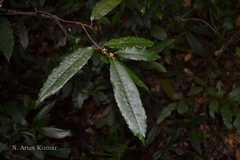 Nothopegia travancorica